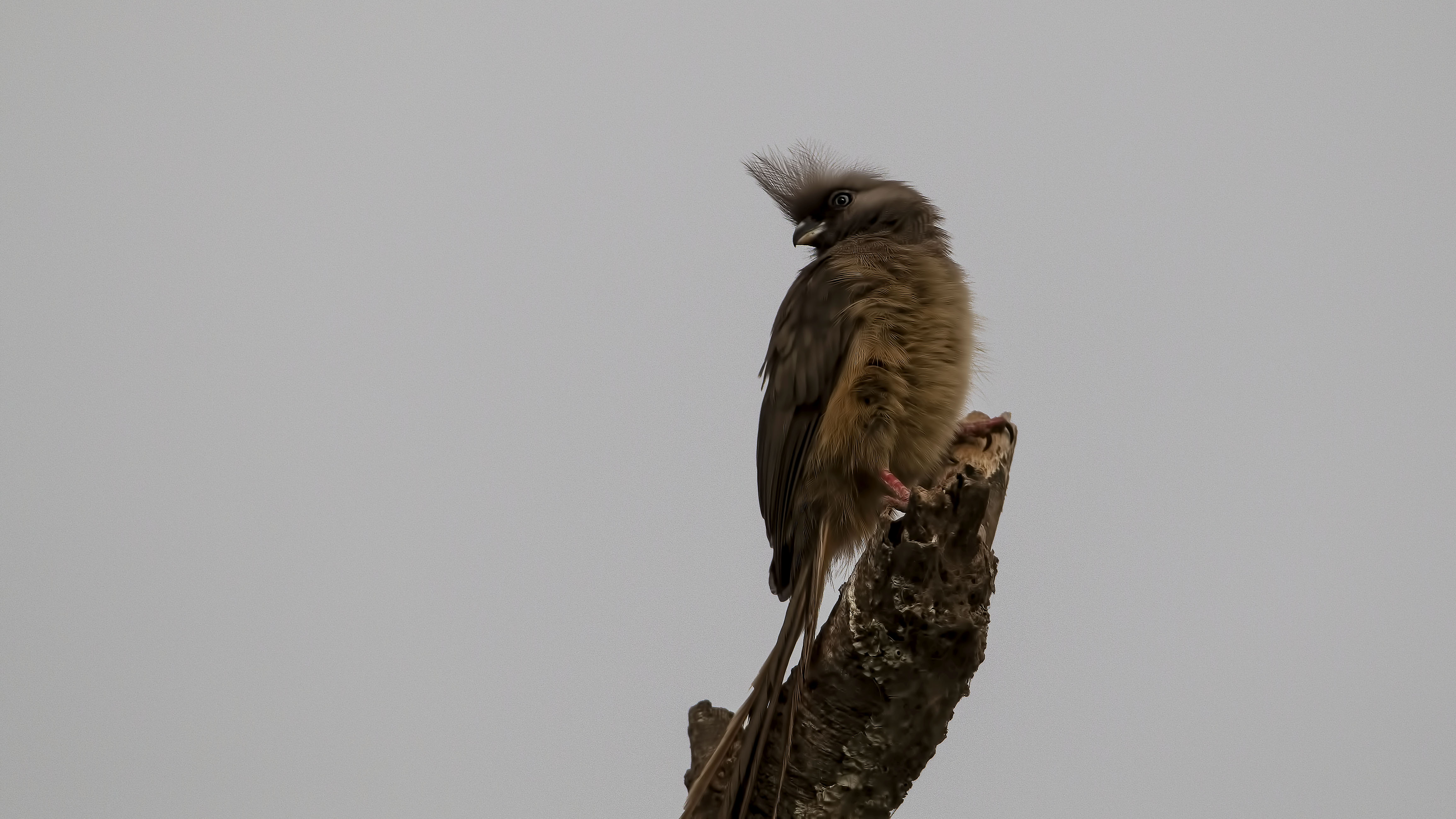 Speckled Mousebird